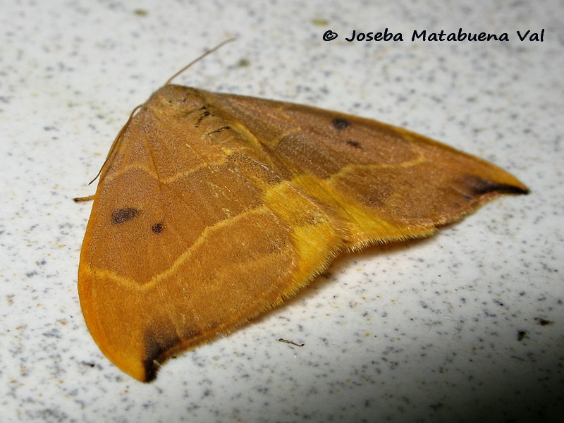 Watsonalla binaria - Drepanidae (femmina)